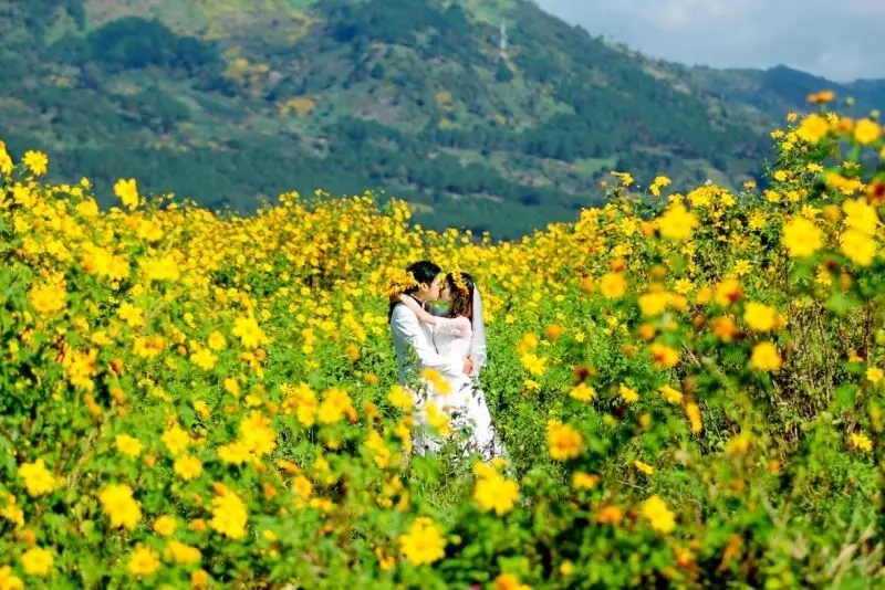 Khám phá hoa dã quỳ trong thiên nhiên, vẻ đẹp ngọt ngào. Khám phá hoa dã quỳ trong thiên nhiên, vẻ đẹp ngọt ngào.