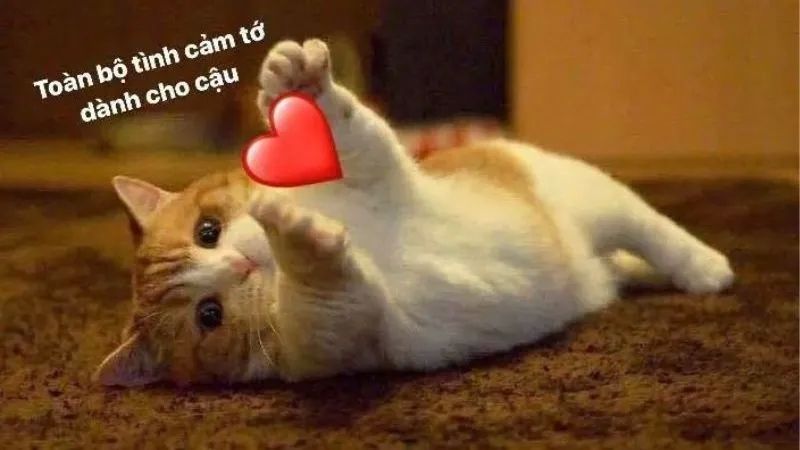 ảnh meme hài hước về các tình huống cuộc sống