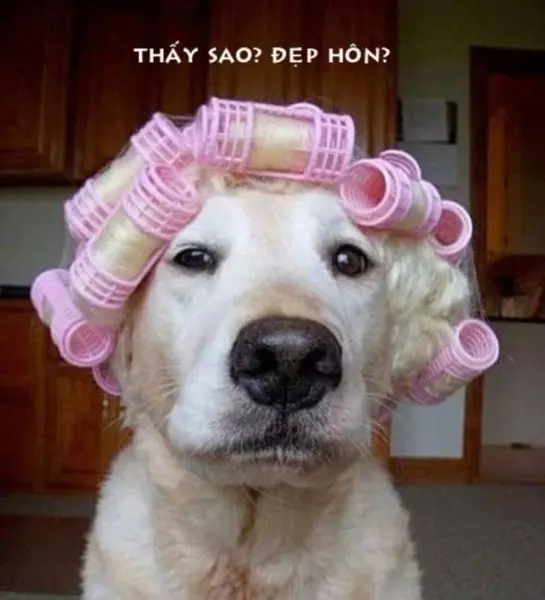 ảnh meme hài hước ngắn gọn và dễ hiểu