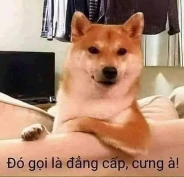 ảnh meme hài hước chia sẻ niềm vui với bạn bè