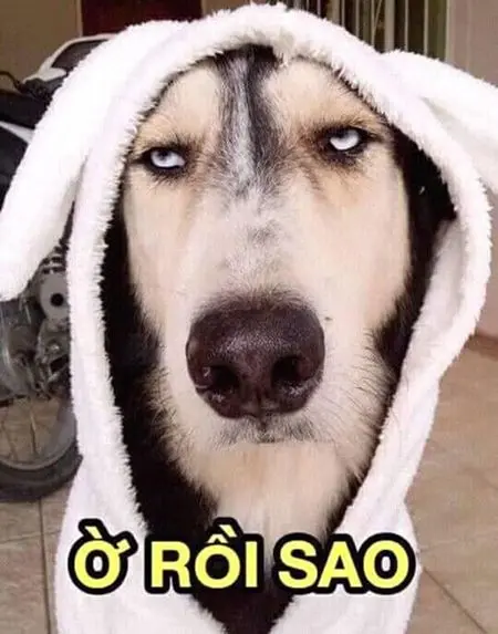 ảnh meme hài hước về cuộc sống bận rộn