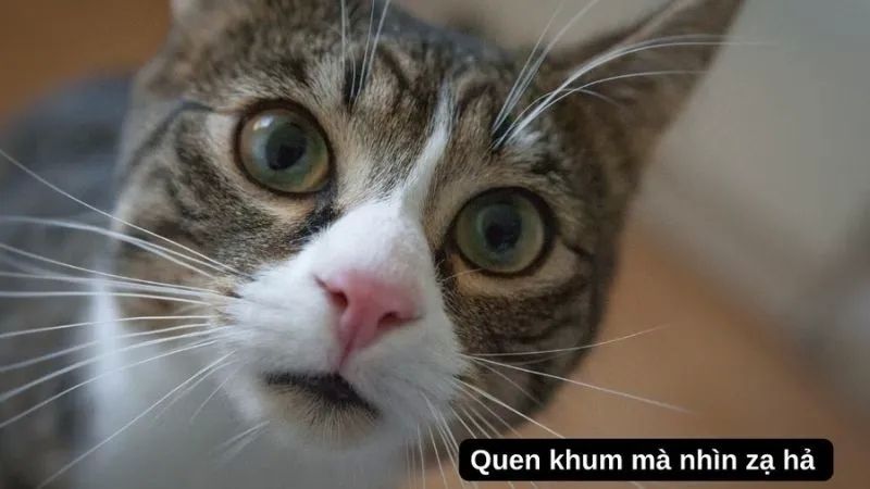 ảnh meme hài hước làm dịu tâm trạng