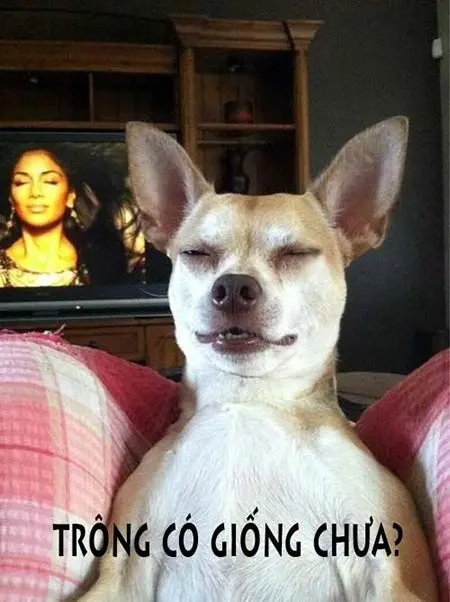 ảnh meme hài hước dành cho tín đồ yêu thích sự vui nhộn