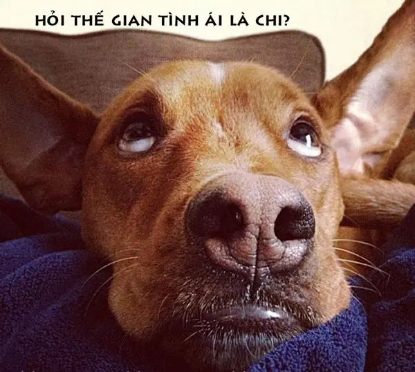 ảnh meme hài hước trong những cuộc trò chuyện thú vị