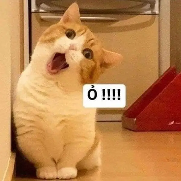 ảnh meme hài hước khiến mọi người bật cười