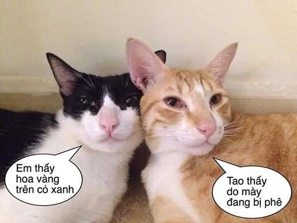 ảnh meme hài hước mang đậm phong cách vui nhộn