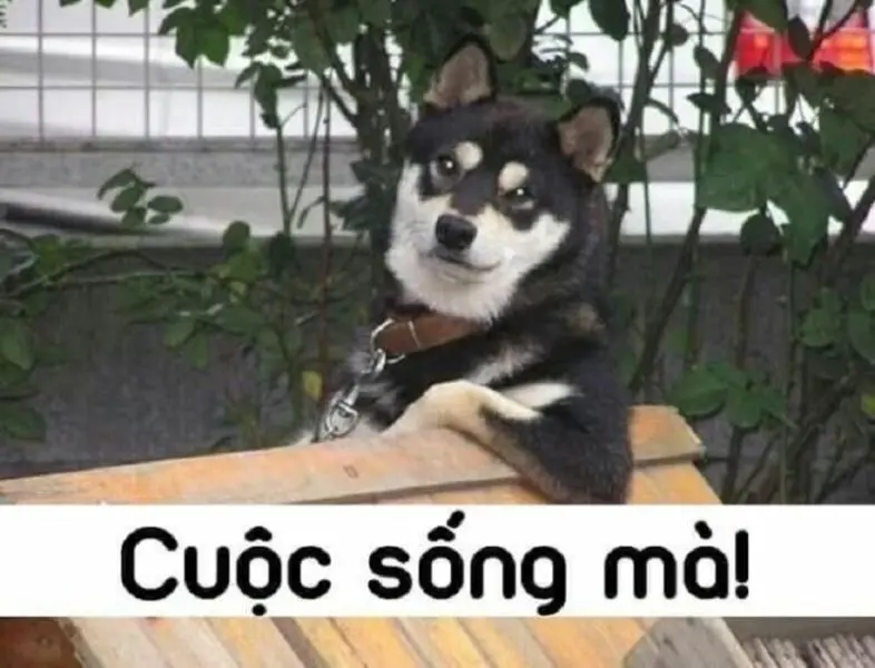 ảnh meme hài hước thể hiện sự mỉa mai một cách tinh tế