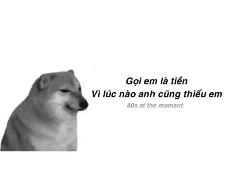 Ảnh meme chó hài hước