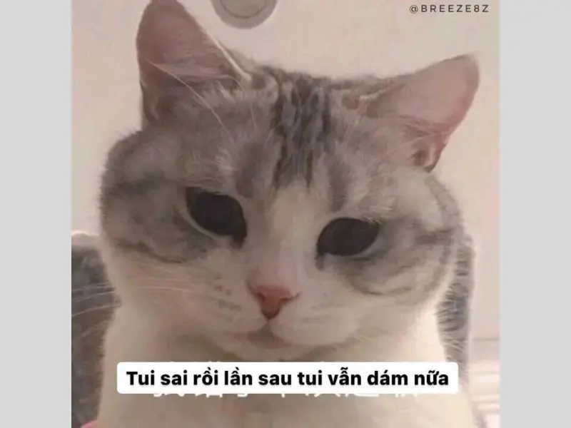 Meme hài hước xin lỗi