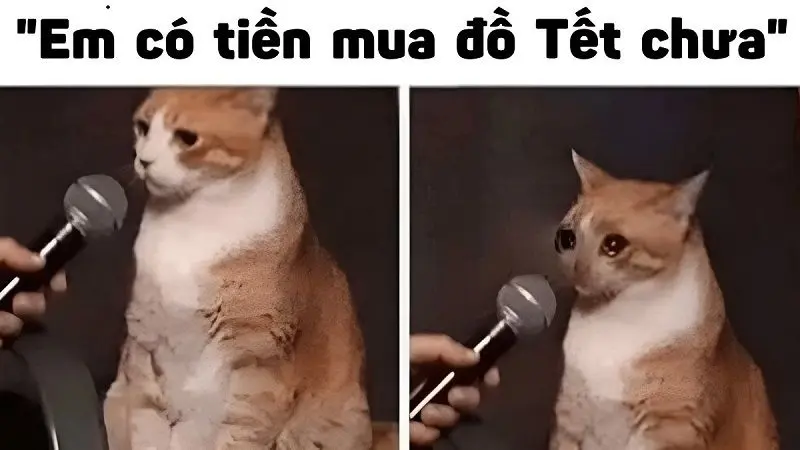 Meme mèo tết và câu chúc năm mới vui vẻ