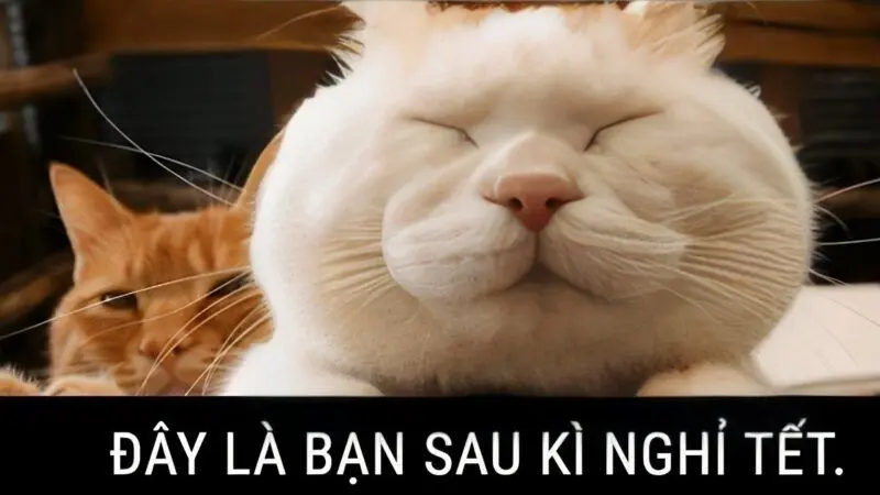 Meme mèo tết khiến mọi người bật cười