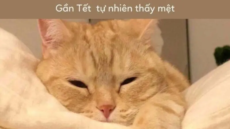 Meme mèo tết gây tiếng cười mùa tết
