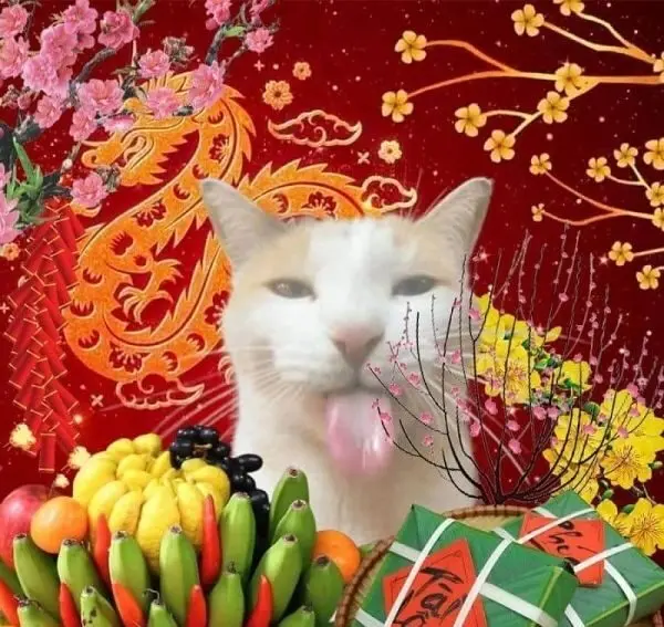 Meme mèo tết làm rộn ràng mùa xuân