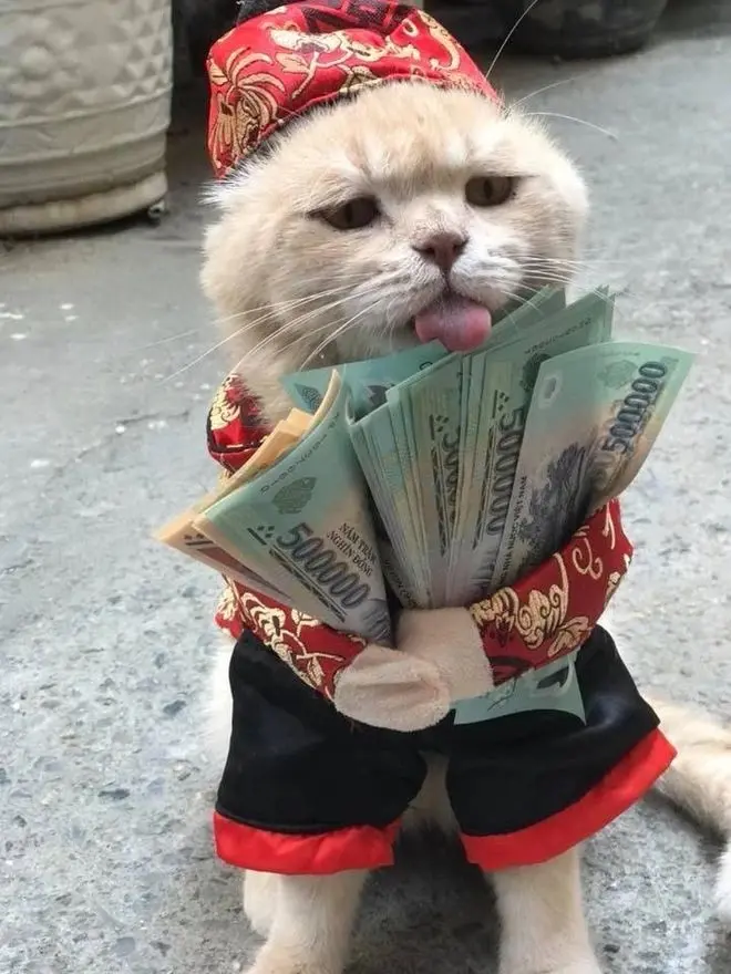Meme mèo ôm tiền hài hước