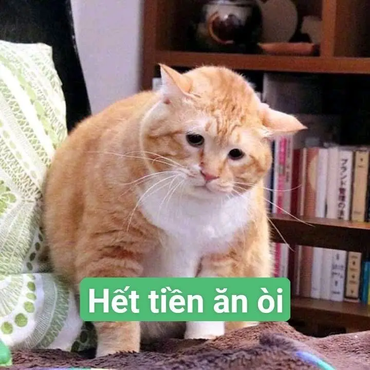Meme tiền lan tỏa niềm vui trong cộng đồng