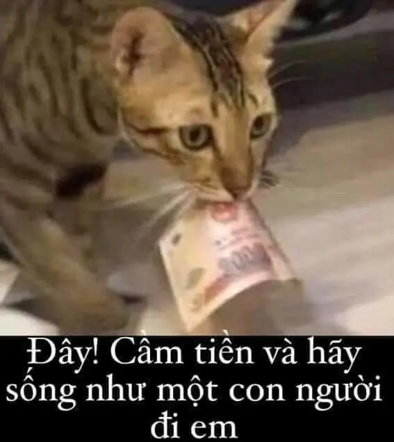 Meme tiền tạo cảm giác thoải mái