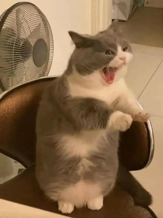 Meme tức giận phản ánh cảm xúc mạnh mẽ trong những tình huống khó chịu