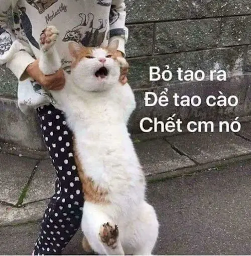 Meme tức giận mang lại một góc nhìn hài hước về những tình huống khó chịu