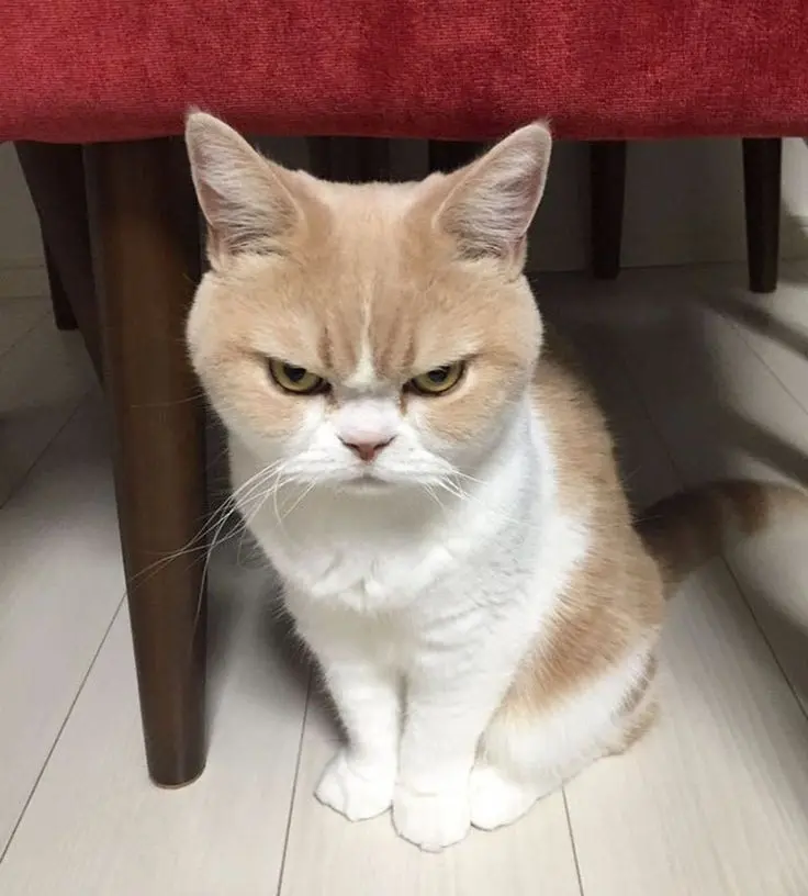Meme tức giận làm nổi bật cảm xúc căng thẳng trong cuộc sống