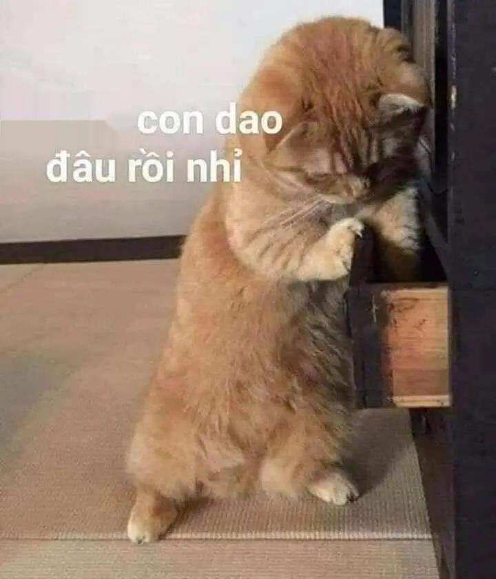 Meme tức giận là cách để thể hiện cảm xúc một cách hài hước và thú vị