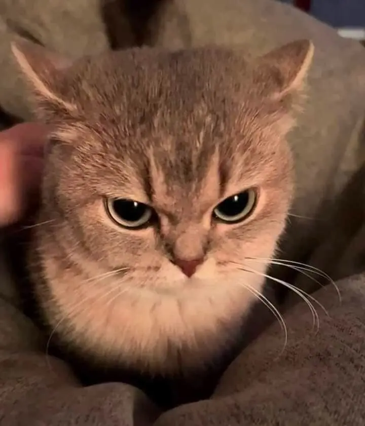 Meme tức giận mang đến những phút giây thư giãn khi bạn cần xả stress