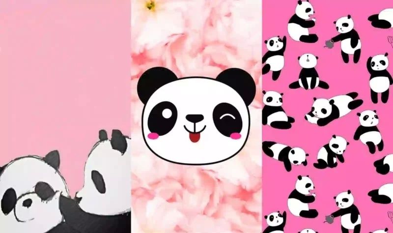 Hình nền gấu trúc đáng yêu, cho bạn cảm giác thư giãn mỗi ngày