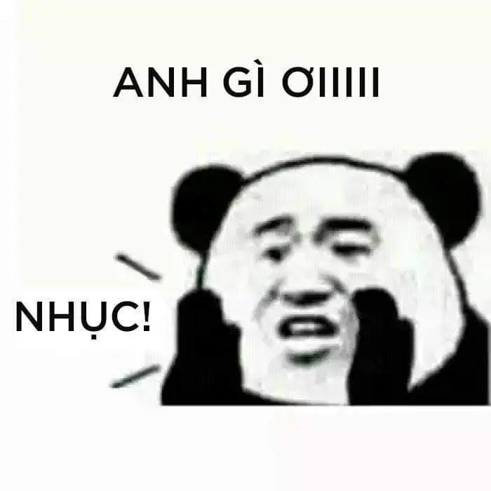 Gấu trúc meme với các biểu cảm vui nhộn