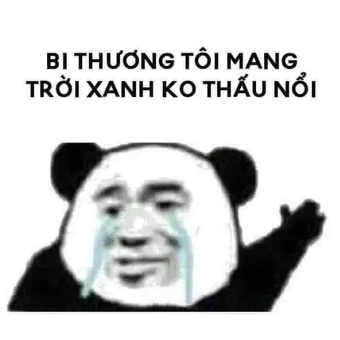 Gấu trúc meme đáng yêu và hài hước