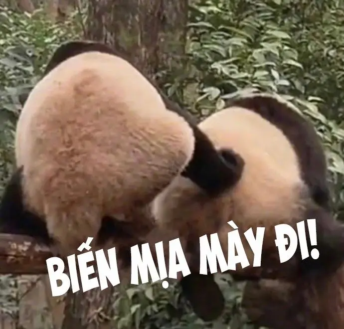 Gấu trúc meme mang tính hài hước đặc trưng