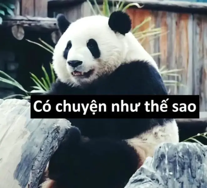 Meme gấu trúc thú vị và dễ thương