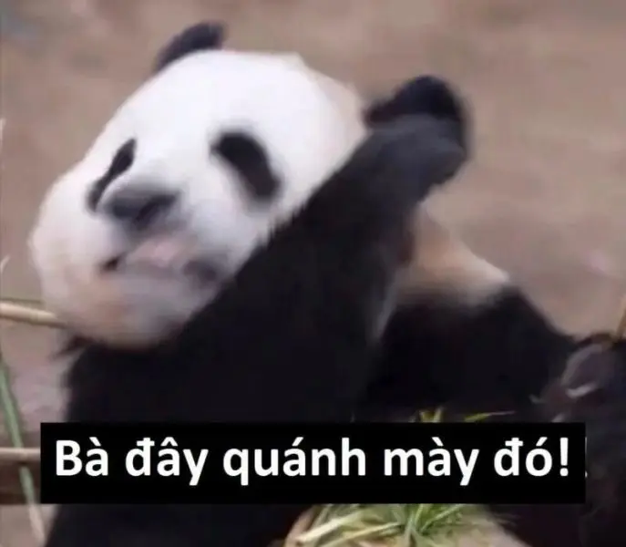 Meme gấu trúc với các biểu cảm độc lạ