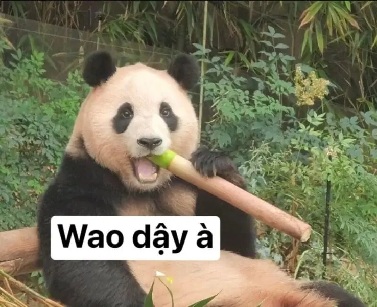 Meme gấu trúc hài hước và dễ thương