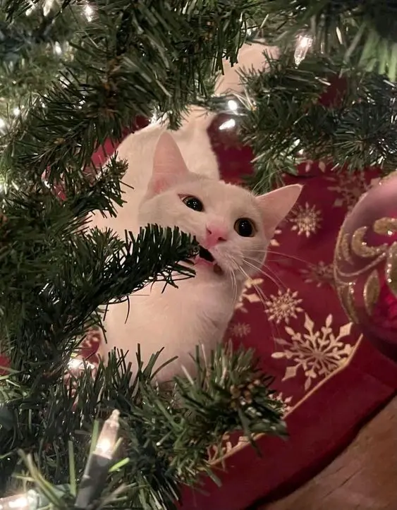 Avatar noel mèo dễ thương, hoàn hảo cho mùa lễ hội. Avatar noel mèo dễ thương, hoàn hảo cho mùa lễ hội.