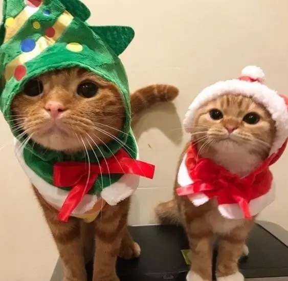 Hình ảnh mèo noel cute, lan tỏa không khí Giáng Sinh. Hình ảnh mèo noel cute, lan tỏa không khí Giáng Sinh.