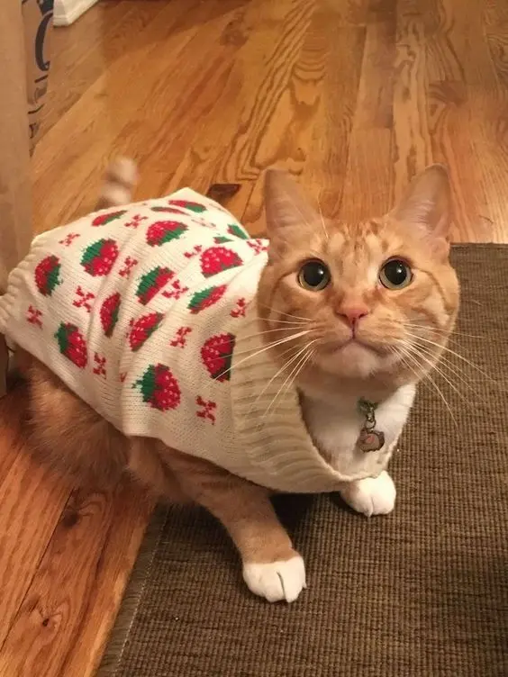 Mèo đội mũ noel đáng yêu, tạo cảm giác ấm áp ngày lễ. Mèo đội mũ noel đáng yêu, tạo cảm giác ấm áp ngày lễ.