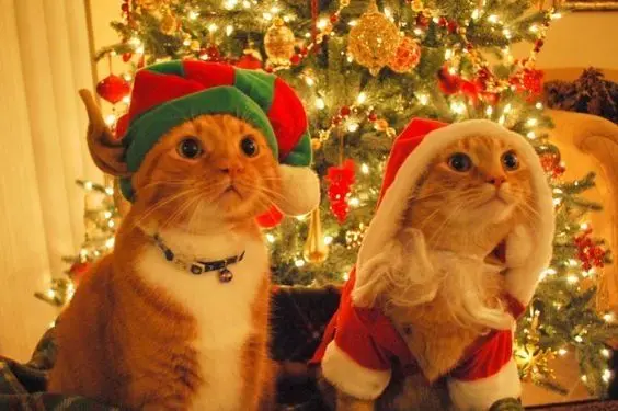 Avatar mèo noel đẹp, biểu tượng cho sự ngọt ngào. Avatar mèo noel đẹp, biểu tượng cho sự ngọt ngào.