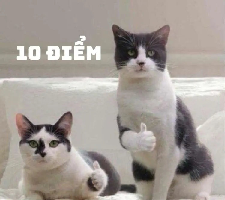 10 điểm meme mang đến tiếng cười cho người xem 10 điểm meme mang đến tiếng cười cho người xem