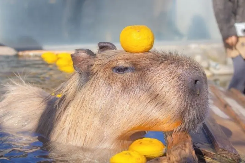 Meme Capybara với biểu cảm đáng yêu