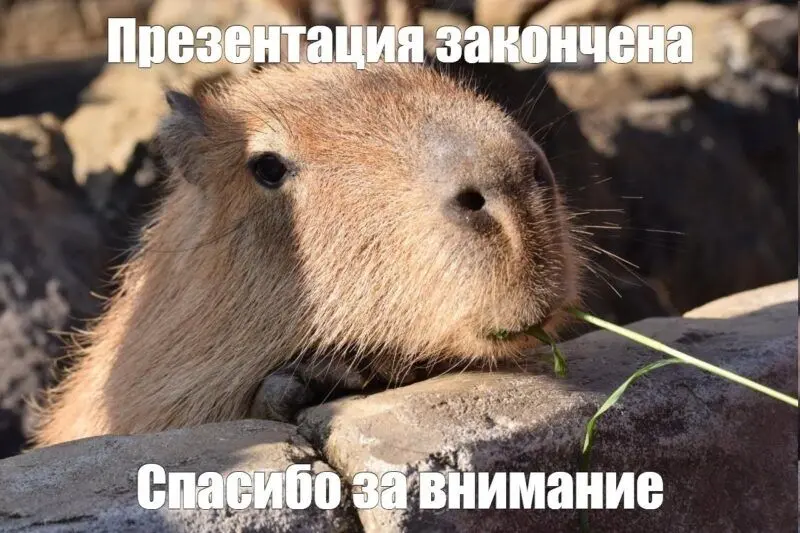 Meme Capybara hài hước và vui nhộn