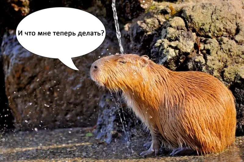 Meme Capybara tạo cảm giác vui vẻ