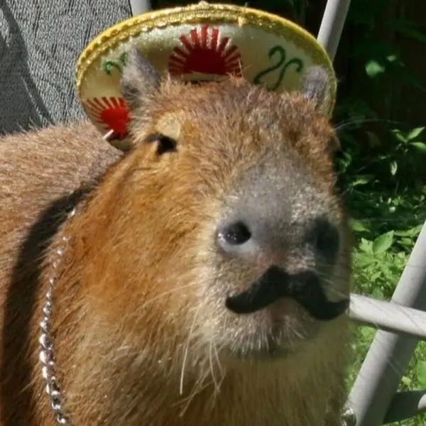 Meme Capybara và biểu cảm hài hước