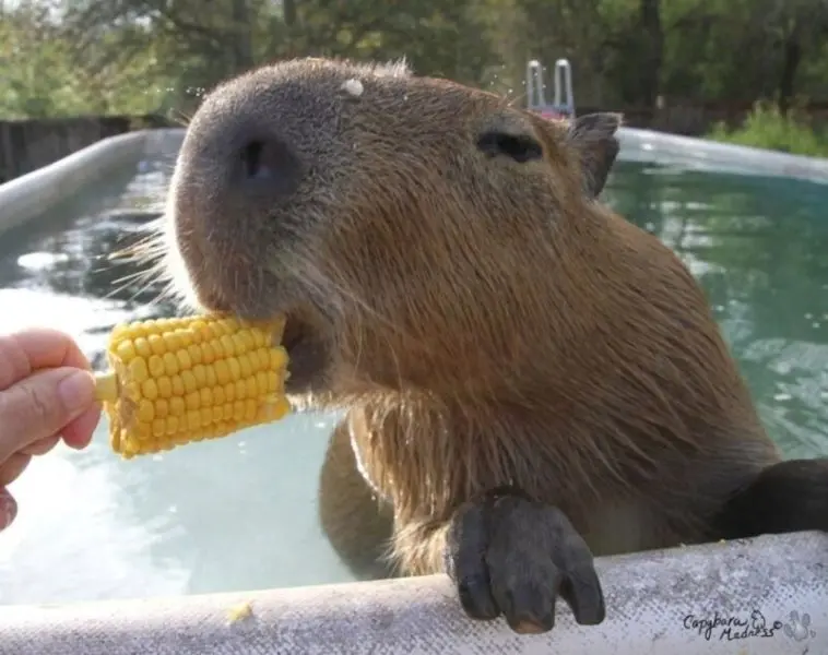 Meme Capybara với ánh mắt ngộ nghĩnh