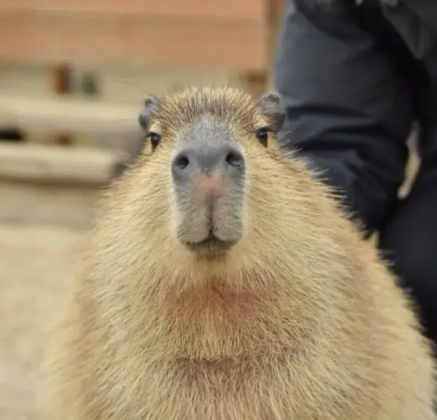 Meme Capybara khiến mọi người bật cười