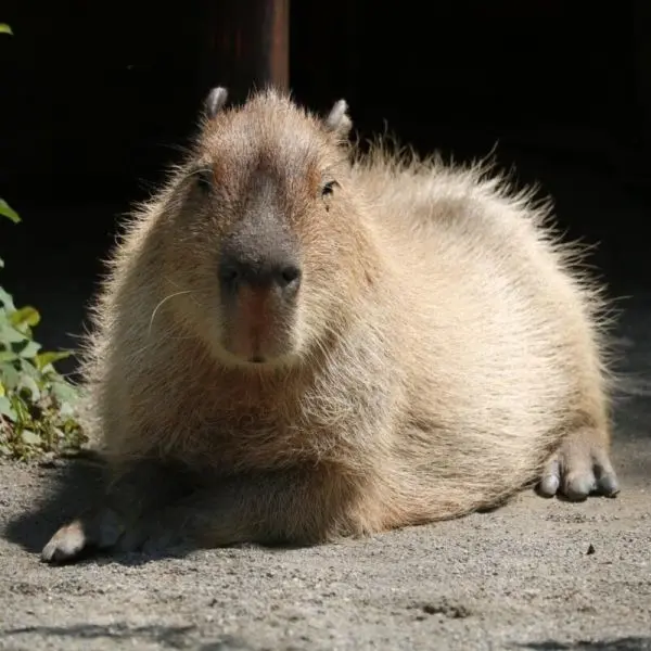 Meme Capybara tạo tiếng cười vui vẻ