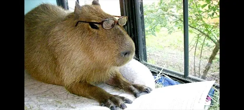 Meme Capybara gây tiếng cười cho người xem