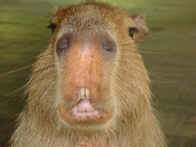 Meme Capybara với ánh mắt hài hước