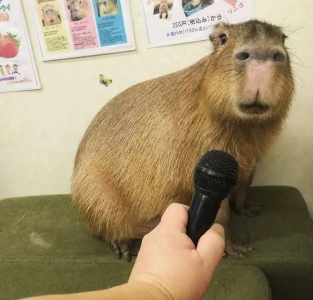 Meme Capybara khiến người xem cười thích thú