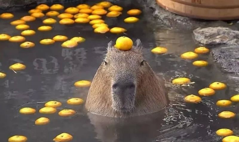 Meme Capybara khiến mọi người bật cười