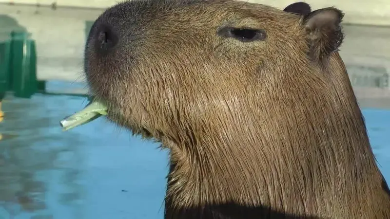 Meme Capybara với biểu cảm đáng yêu