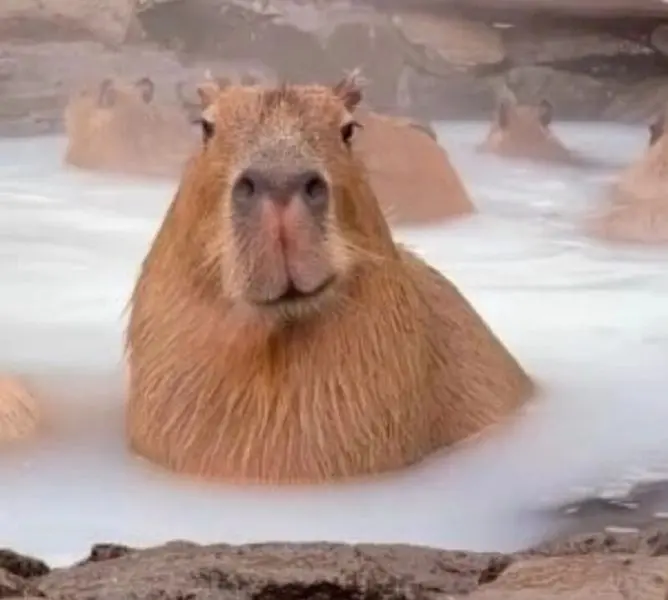 Meme Capybara mang lại niềm vui sảng khoái